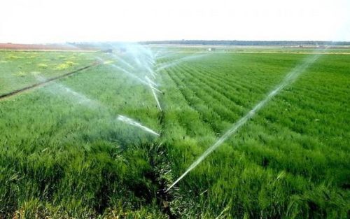 ري-القمح-بالرش (1)