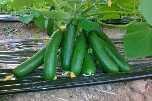 IMG-026